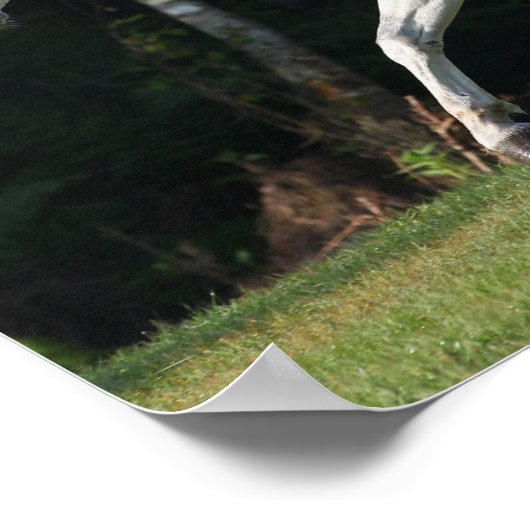 Bob Langrish | Gray Lusitano Stallion Poster (Hoek)