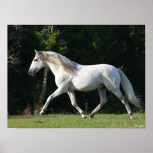Bob Langrish Gray Lusitano Stallion Poster