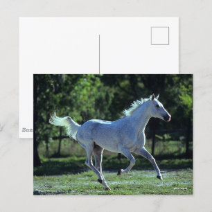 Bob Langrish Gray Thoroughbred Stallion Running Briefkaart