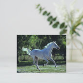 Bob Langrish | Gray Thoroughbred Stallion Running Briefkaart (Staand voorkant)