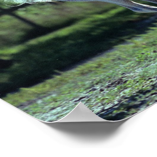 Bob Langrish | Gray Thoroughbred Stallion Running Poster (Hoek)