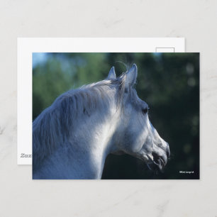 Bob Langrish Gray Trakehner Stallion Headshot Briefkaart