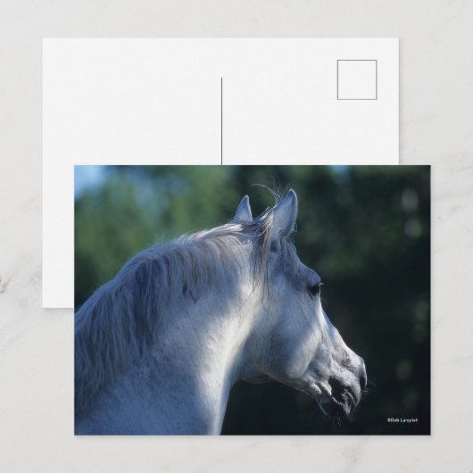 Bob Langrish | Gray Trakehner Stallion Headshot Briefkaart (Voorkant / Achterkant)