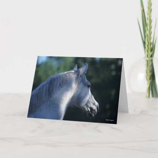 Bob Langrish | Gray Trakehner Stallion Headshot Kaart (Voorkant)
