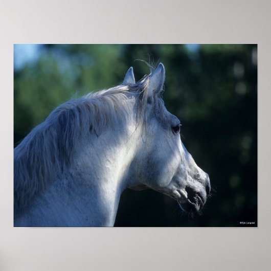 Bob Langrish | Gray Trakehner Stallion Headshot Poster (Voorkant)