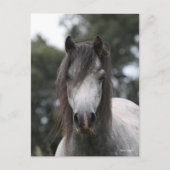 Bob Langrish | Gray Welsh Pony Headshot Briefkaart (Voorkant)