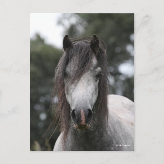 Bob Langrish | Gray Welsh Pony Headshot Briefkaart (Voorkant)