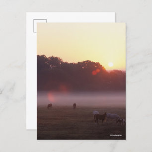 Bob Langrish Grazing van Arabische paarden op zo Briefkaart