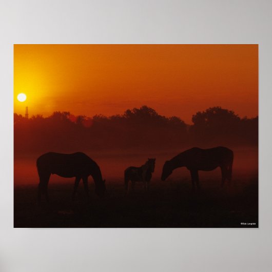 Bob Langrish | Grazing van drie paarden op de zon Poster (Voorkant)
