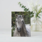 Bob Langrish | Grey Andalucian Stallion headshot Briefkaart (Staand voorkant)