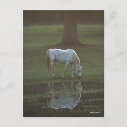 Bob Langrish | Grey Arab Grazing Water Reflection Briefkaart (Voorkant)