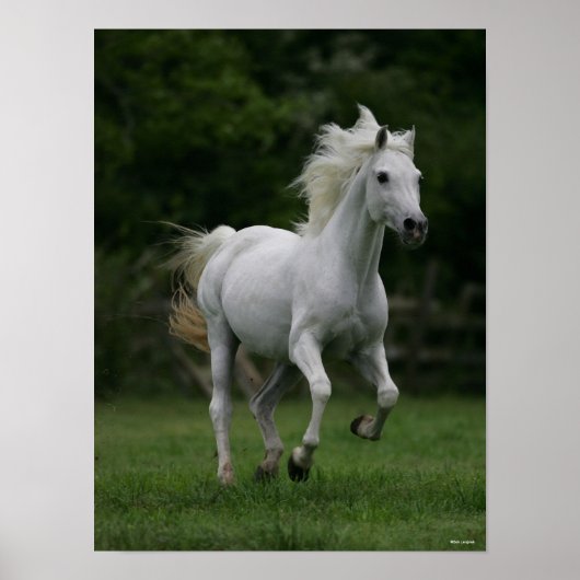 Bob Langrish | Grey Arab Running Mane Flowing Poster (Voorkant)