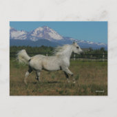 Bob Langrish Grey Arab Running Mountain Background Briefkaart (Voorkant)