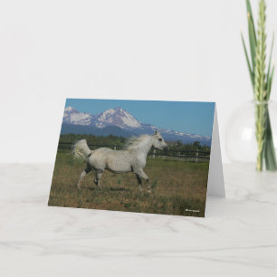 Bob Langrish Grey Arab Running Mountain Background Kaart