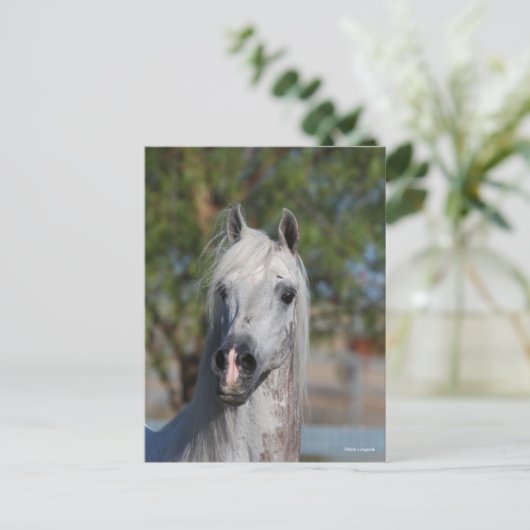 Bob Langrish | Grey Arab Stallion Headshot Briefkaart (Staand voorkant)