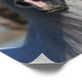 Bob Langrish | Grey Arab Stallion Headshot Poster (Hoek)