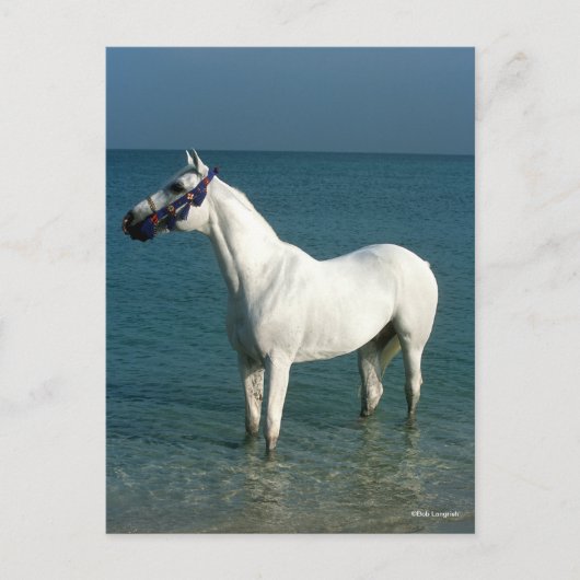 Bob Langrish | Grey Arab Standing In The Sea Briefkaart (Voorkant)
