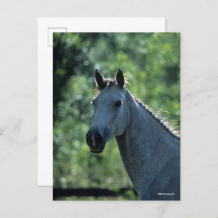 Bob Langrish Grey Dutch Warmblood Headshot achtera Briefkaart
