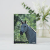 Bob Langrish Grey Dutch Warmblood Headshot achtera Briefkaart (Staand voorkant)