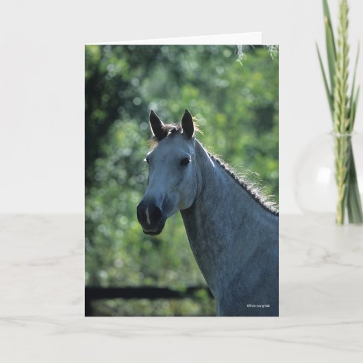 Bob Langrish Grey Dutch Warmblood Headshot achtera Kaart (Voorkant)