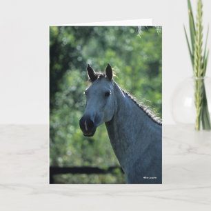 Bob Langrish Grey Dutch Warmblood Headshot achtera Kaart