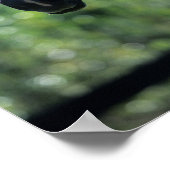 Bob Langrish Grey Dutch Warmblood Headshot achtera Poster (Hoek)