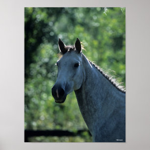 Bob Langrish Grey Dutch Warmblood Headshot achtera Poster
