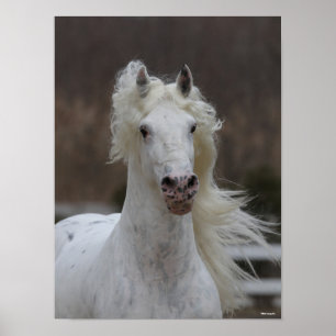 Bob Langrish Grey Friesian Appaloosa headshot Poster