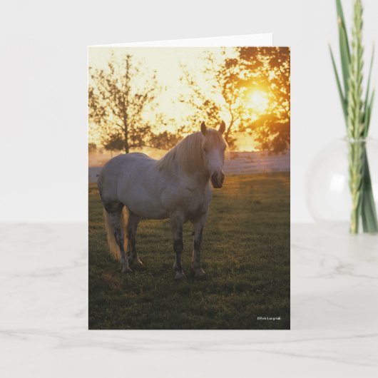 Bob Langrish | Grey Percheron Standing In Sunset Kaart (Voorkant)