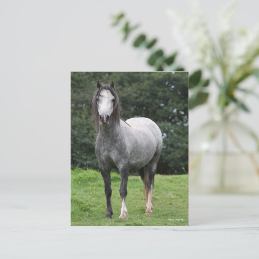 Bob Langrish | Grey Welsh Pony Standing Briefkaart (Staand voorkant)