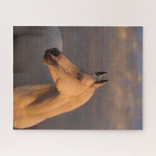 Bob Langrish | Grijs Arabisch schot Avondlicht Legpuzzel (Horizontaal)