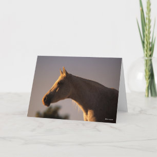 Bob Langrish   Grijs Arabisch, vast hoofdscherm me Kaart