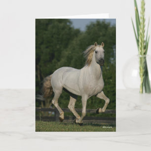 Bob Langrish   Grijze Andalucian Running Kaart