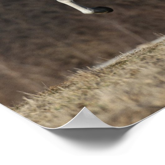 Bob Langrish | Grijze Andalucian Running Poster (Hoek)