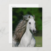 Bob Langrish | Grijze Andalucian Stallion Headshot Briefkaart (Voorkant / Achterkant)