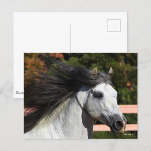 Bob Langrish   Grijze Andalucian Stallion Headshot Briefkaart