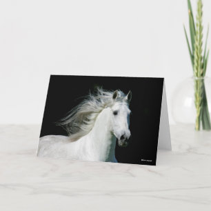Bob Langrish   Grijze Andalucian Stallion Headshot Kaart