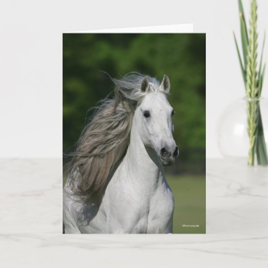 Bob Langrish | Grijze Andalucian Stallion Headshot Kaart (Voorkant)