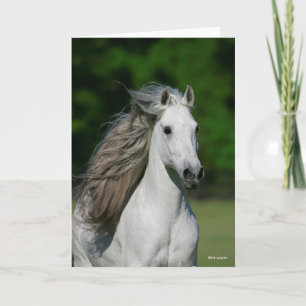 Bob Langrish   Grijze Andalucian Stallion Headshot Kaart