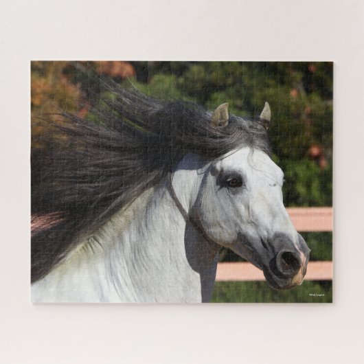 Bob Langrish | Grijze Andalucian Stallion Headshot Legpuzzel (Horizontaal)