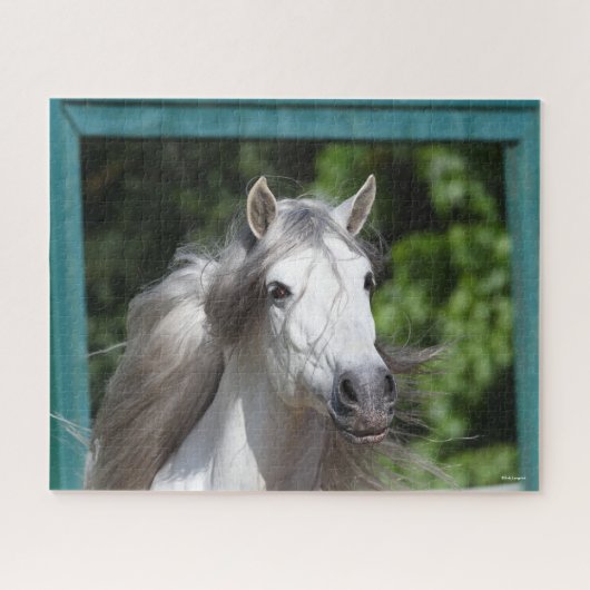Bob Langrish | Grijze Andalucian Stallion Headshot Legpuzzel (Horizontaal)