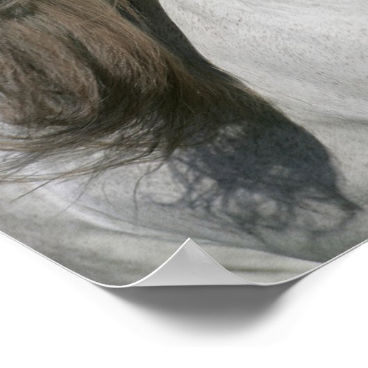 Bob Langrish | Grijze Andalucian Stallion Headshot Poster (Hoek)