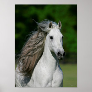 Bob Langrish Grijze Andalucian Stallion Headshot Poster