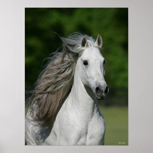 Bob Langrish | Grijze Andalucian Stallion Headshot Poster (Voorkant)
