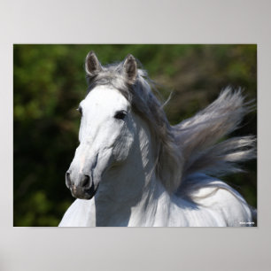 Bob Langrish Grijze Andalucian Stallion Headshot Poster