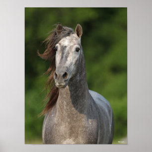Bob Langrish Grijze Andalucian Stallion Headshot Poster