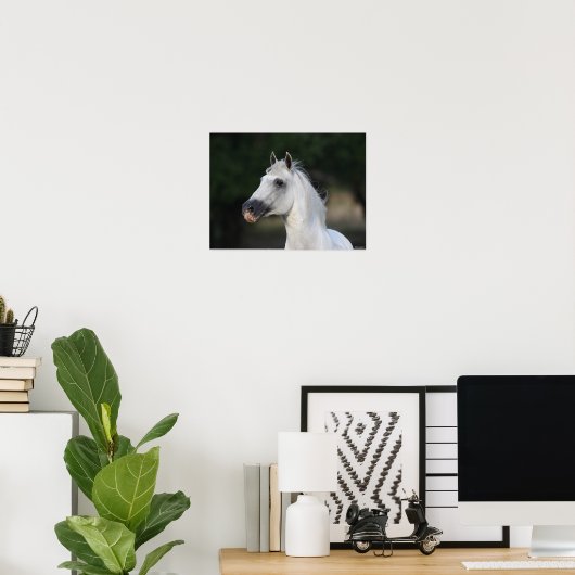 Bob Langrish | Grijze Andalucian Stallion Headshot Poster (Thuiskantoor)