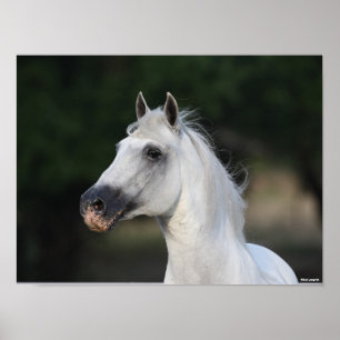 Bob Langrish Grijze Andalucian Stallion Headshot Poster