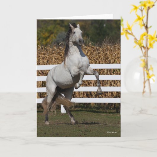 Bob Langrish | Grijze Andalucian Stallion Rearing Kaart (Gele Bloem)