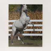 Bob Langrish | Grijze Andalucian Stallion Rearing Legpuzzel (Verticaal)